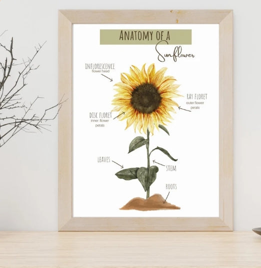 Sunflower Poster Set | Montessori Theme Sunflower Pack