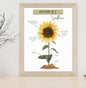 Sunflower Poster Set | Montessori Theme Sunflower Pack